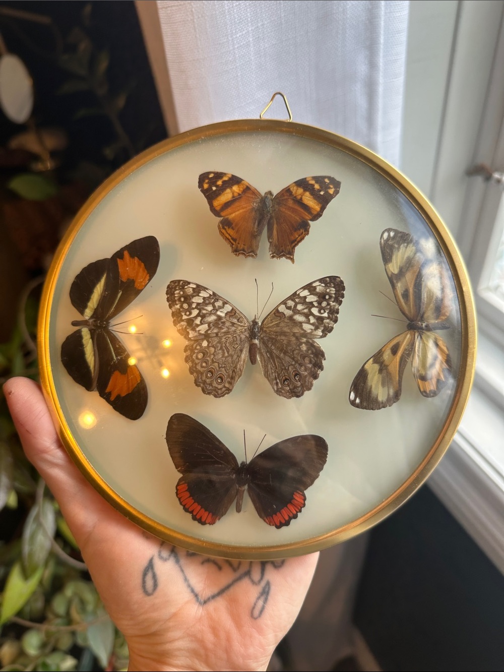 Vintage Convex Glass Entomology Butterfly Wall Decor Made in Brasil